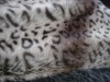 Jacquard fake fur for garments