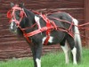 LEATHER MINI HARNESS SETS RED COLOUR