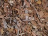 Leather and Suede Rough Cut Shaggy Rug in Beige close up