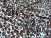 Leopard Printed pattern