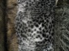 Leopard fake fur