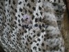 Leopard faux fur