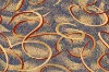 Luxuriant Axminster Carpet