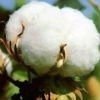 Maharashtra raw Cotton