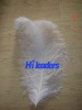 Male Ostrich Feather