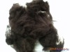 Manufacturers offer high tenacity,high-melting-point and dark coffee Polyester staple Fiber size in 1.5D*38MM