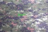 Military camouflage fabric with 100% Polyester