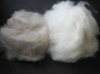 Mongolian cashmere fiber