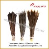 Natural Pheasant Tail Feather Golden