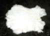 New Zealand White Rabbit Furs