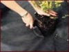 Non woven fabric for agriculture