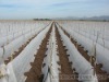 Nonwoven Fabric For  Growing and Plant Cover