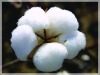 Oraganic Raw Cotton
