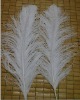 Ostrich Feather