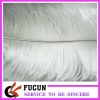 Ostrich Feather