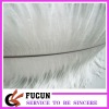 Ostrich Feather