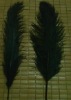 Ostrich Feather