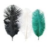 Ostrich Feathers