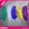 Ostrich feather