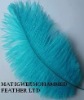 Ostrich feather