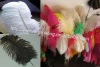 Ostrich feather