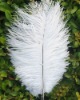 Ostrich feather for sale, natural ostrich feather, real feather decroation