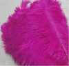 Ostrich feather for sale, natural ostrich feather, real feather decroation