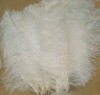 Ostrich feather for sale, natural ostrich feather, real feather decroation