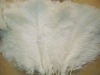 Ostrich feather for sale, natural ostrich feather, real feather decroation