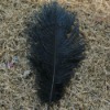 Ostrich feather for sale, natural ostrich feather, real feather decroation