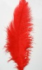 Ostrich feather for sale, natural ostrich feather, real feather decroation