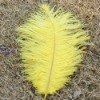Ostrich feather, natural ostrich feather, real feather decroation