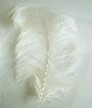 Ostrich feather, natural ostrich feather, real feather decroation