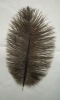 Ostrich feather, natural ostrich feather, real feather decroation