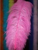 Ostrich feather, natural ostrich feather, wedding decoration feather