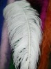 Ostrich feather, natural ostrich feather, wedding decoration feather