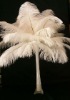 Ostrich feather, real ostrich feather, decorative ostrich feather, wedding feathers,
