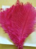 Ostrich feather, real sotrich feather, decorative ostrich feather, wedding feathers, tail feathers, party ostrich feathers,