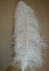 Ostrich feather, real sotrich feather, decorative ostrich feather, wedding feathers, tail feathers, party ostrich feathers,