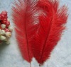 Ostrich feather, real sotrich feather, decorative ostrich feather, wedding feathers, tail feathers, party ostrich feathers,