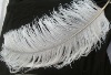 Ostrich feather, real sotrich feather, decorative ostrich feather, wedding feathers, tail feathers, party ostrich feathers,