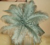 Ostrich feather, real sotrich feather, decorative ostrich feather, wedding feathers, tail feathers, party ostrich feathers,