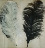 Ostrich feather, real sotrich feather, decorative ostrich feather, wedding feathers, tail feathers, party ostrich feathers,