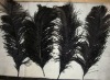 Ostrich feather, real sotrich feather, decorative ostrich feather, wedding feathers, tail feathers, party ostrich feathers,