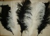 Ostrich feather, real sotrich feather, decorative ostrich feather, wedding feathers, tail feathers, party ostrich feathers,