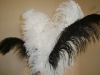 Ostrich feather, real sotrich feather, decorative ostrich feather, wedding feathers, tail feathers, party ostrich feathers,