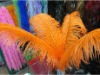 Ostrich feather, rooster feathers, feather extensions, grizzly rooster feathers