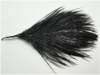 Ostrich feather, rooster feathers, feather extensions, grizzly rooster feathers