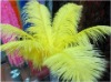 Ostrich feather, rooster feathers, feather extensions, grizzly rooster feathers