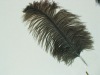 Ostrich feather, rooster feathers, feather extensions, grizzly rooster feathers